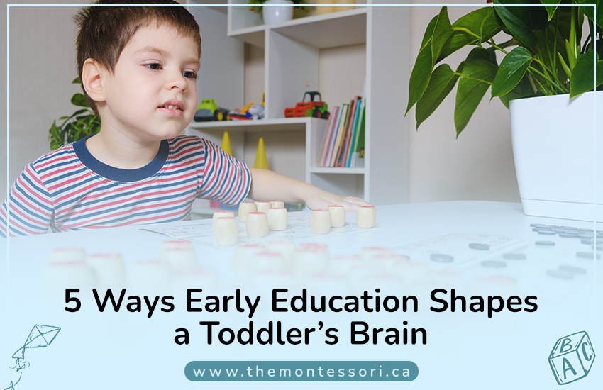 5 Ways Early Education Shapes a Toddler’s Brain